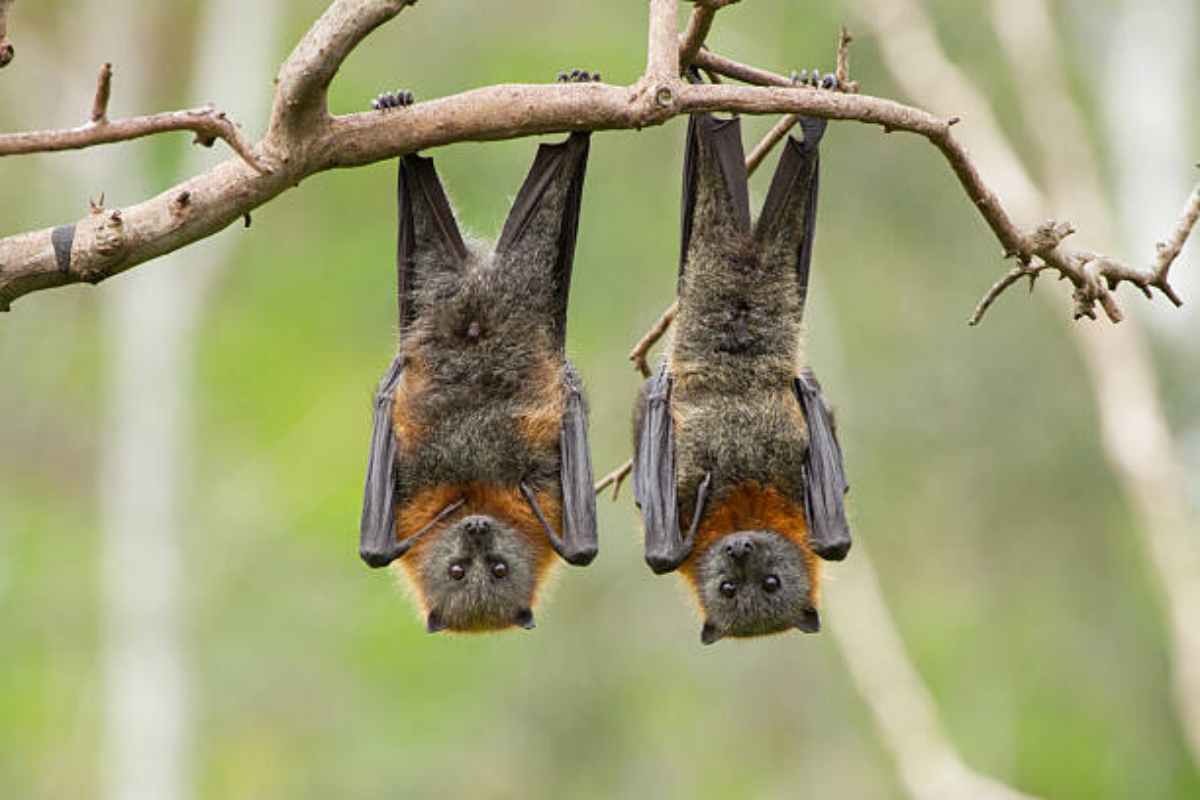 I super poteri dei pipistrelli
