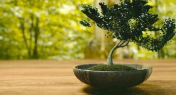 Bonsai, se te lo donano attenzione: non è un semplice regalo, il messaggio che nasconde in pochi lo conoscono