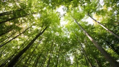 Foresta fitta di alberi