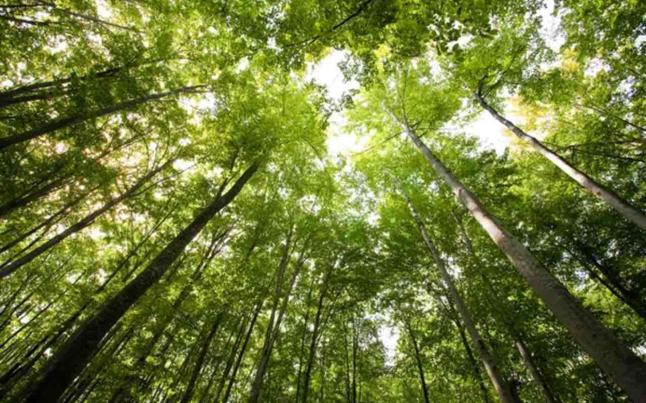 Foresta fitta di alberi