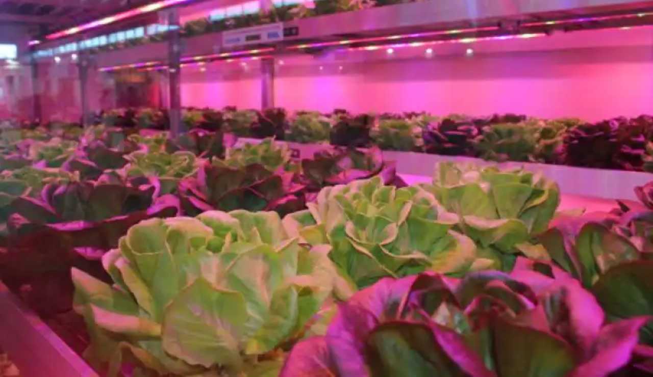 I micro-ortaggi coltivati nello Spazio (ENEA)