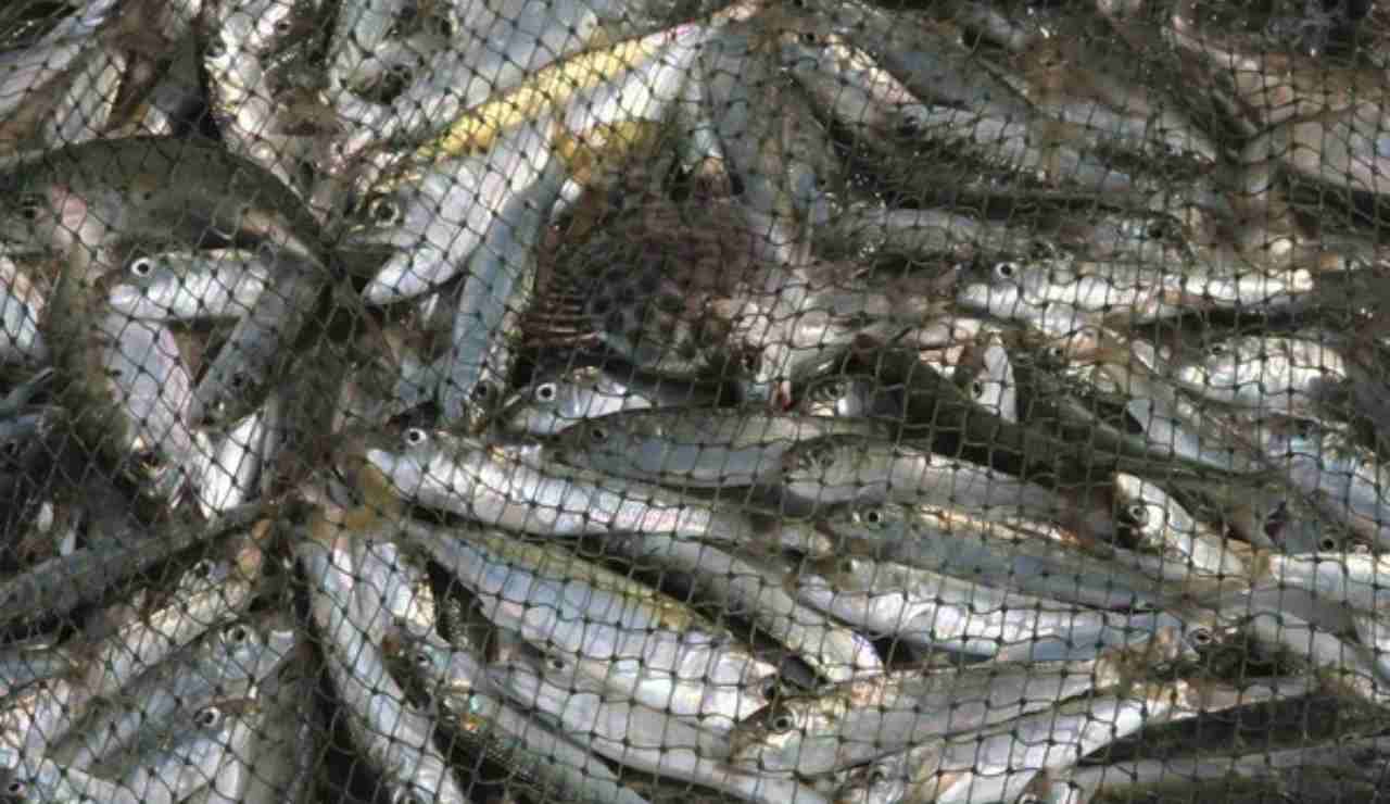 Pesce pescato (Depositphotos)