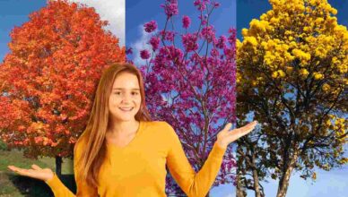 test scegli un albero