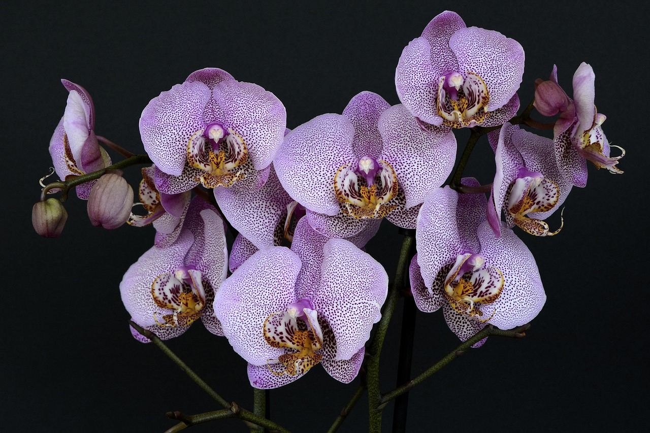 anncapictures-orchids-1528330_1280.jpg