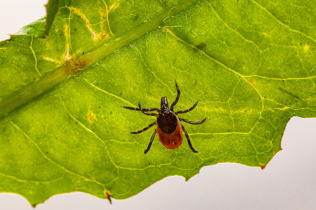 erik_karits-tick-5529300_1280.jpg