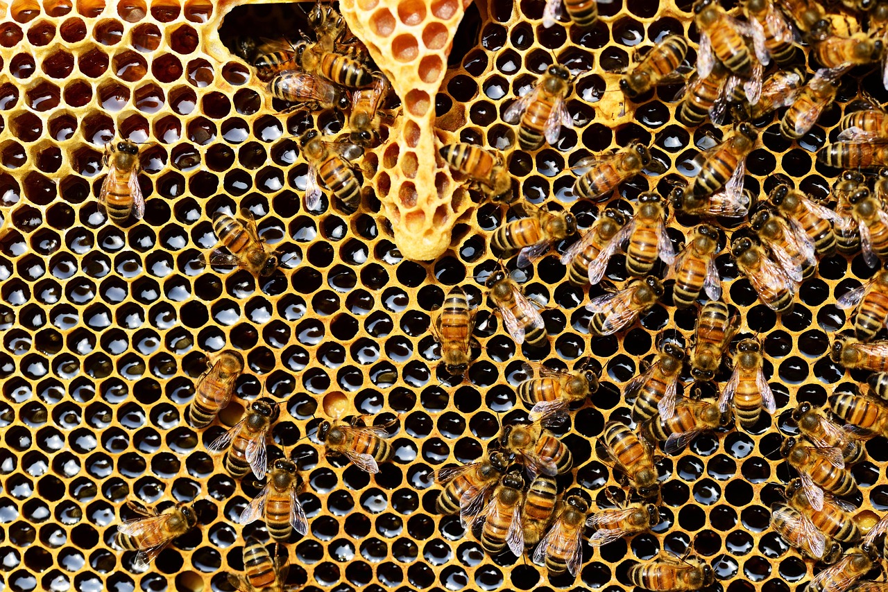 pollydot-honey-bees-337695_1280.jpg