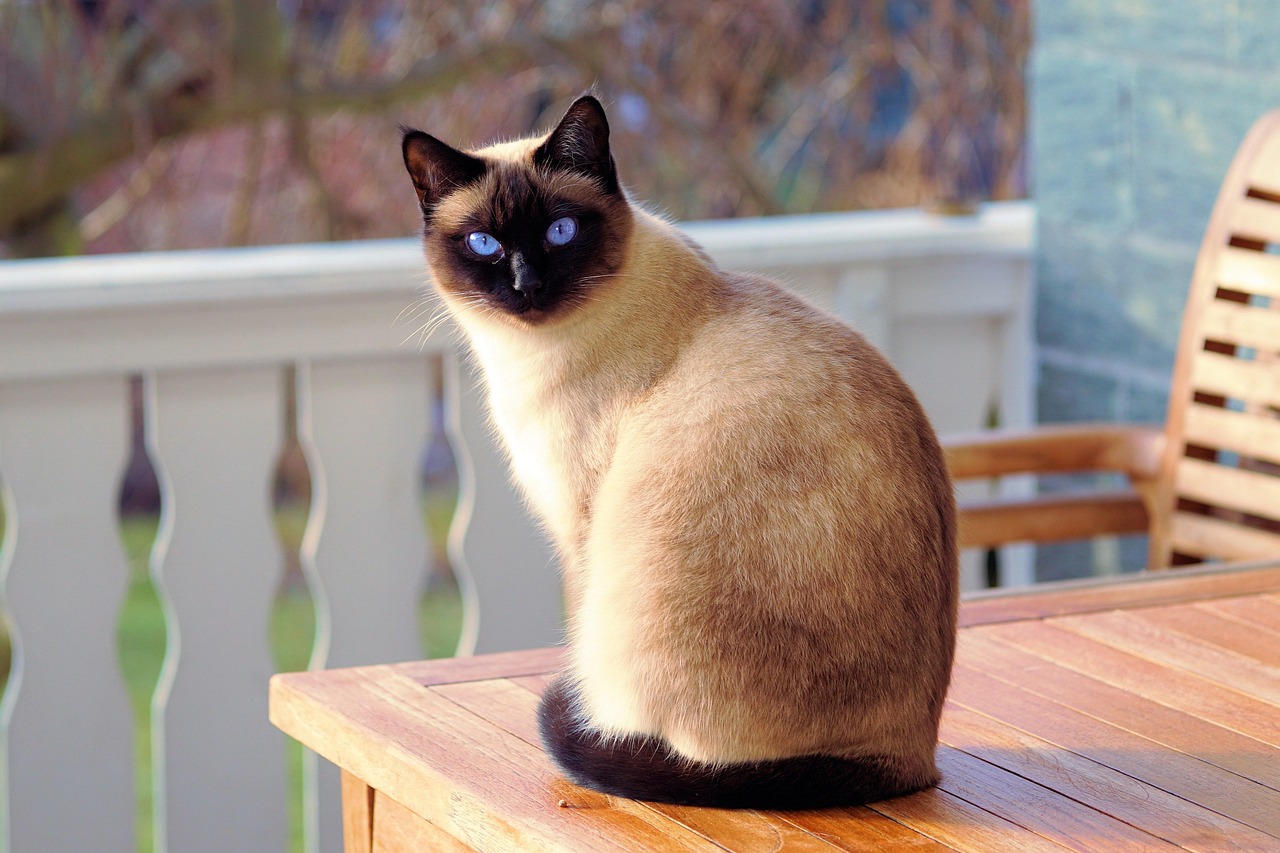 webandi-cat-2068462_1280.jpg